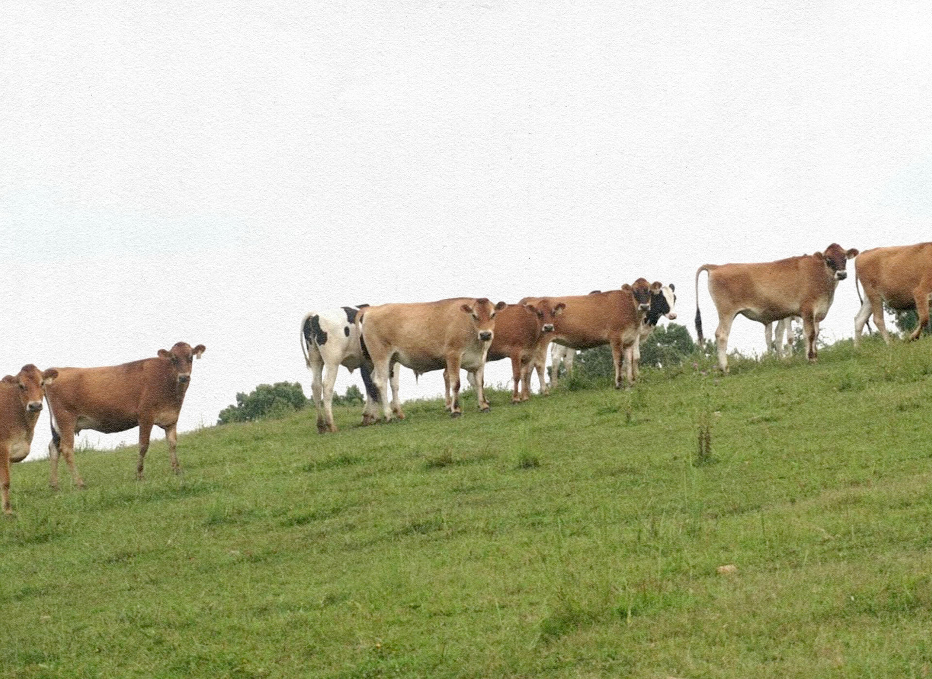 Dairy - Raw Milk - Gallon - MUST BE A COWSHARE OWNER