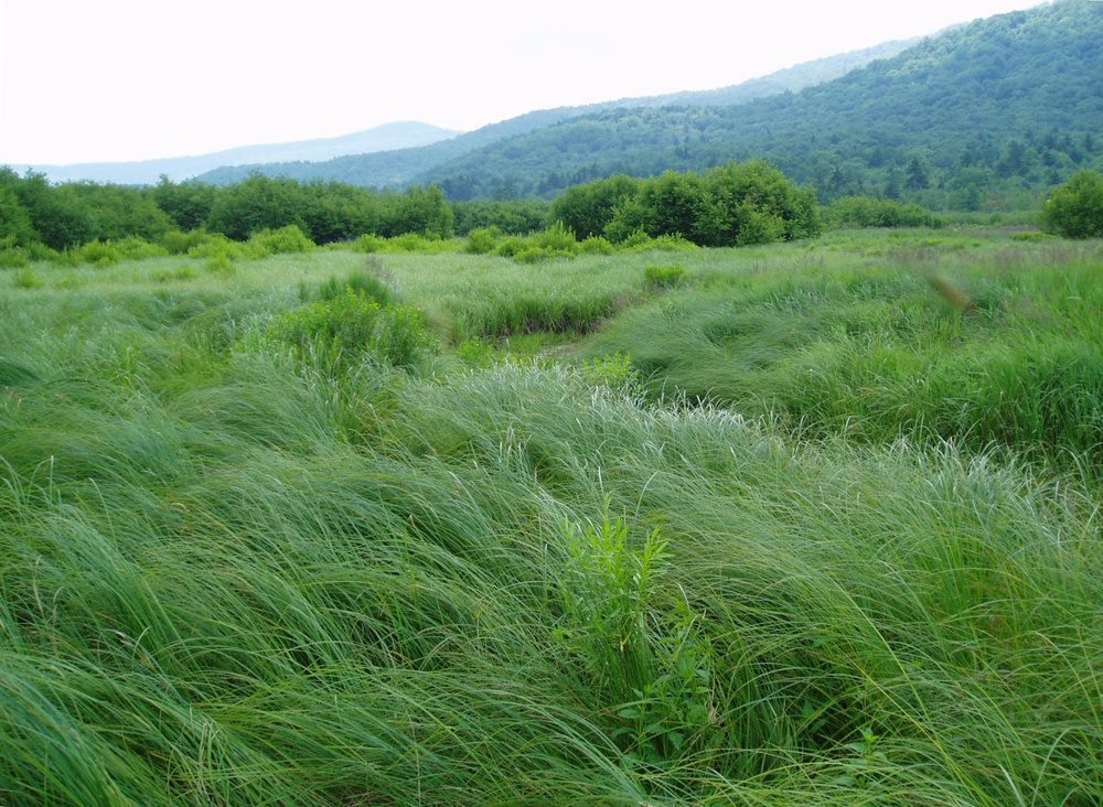 Ancient Islands of Grass