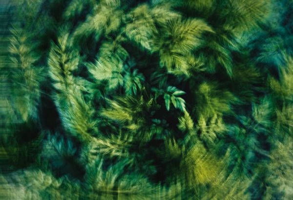 Kings, Troops, Pigskins